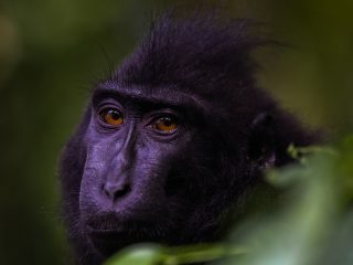 Celebes Crested Macaque