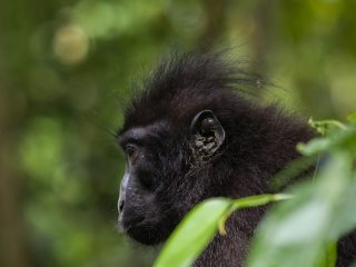 Celebes Crested Macaque