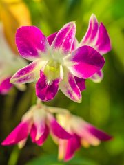 Bali Orchid Garden