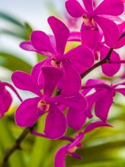 Bali Orchid Garden