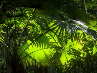Jungle