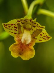Bali Orchid Garden