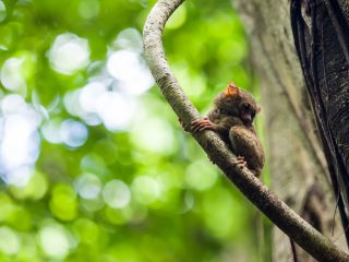 Spectral tarsier