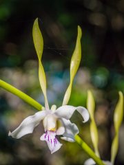 Bali Orchid Garden