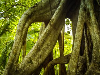 Jungle