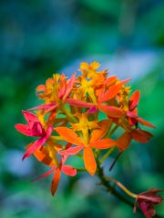 Bali Orchid Garden