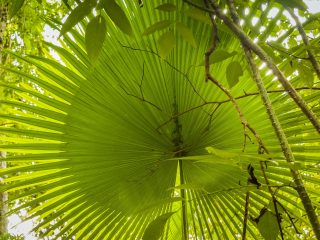 Jungle