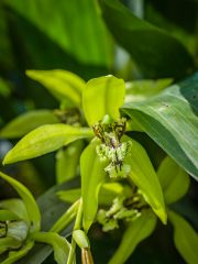 Bali Orchid Garden