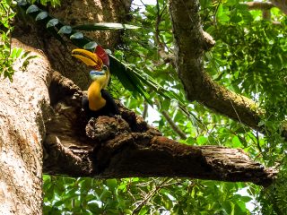 Wrinkled hornbill