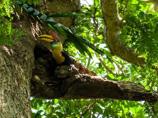 Wrinkled hornbill