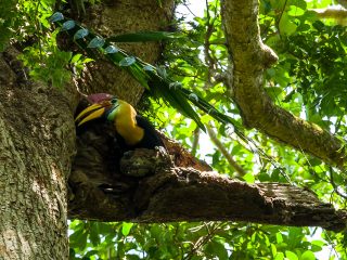 Wrinkled hornbill
