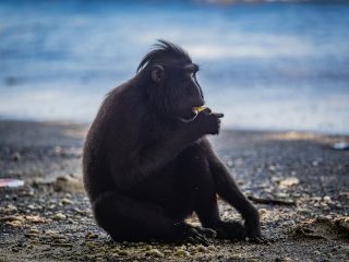 Celebes Crested Macaque
