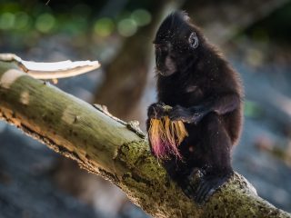 Celebes Crested Macaque