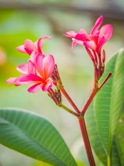 Frangipani