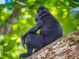 Celebes Crested Macaque