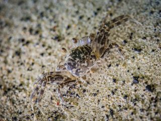 Crab on the black beach