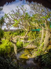 Bali Orchid Garden