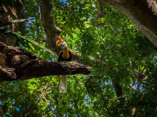 Wrinkled hornbill