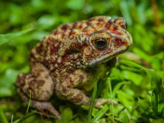 Toad