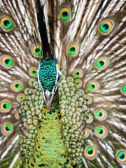 Bali Bird Park - Peacock