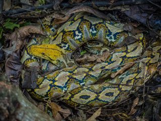 Python reticulatus