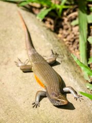 Bali Bird Park