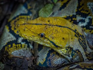 Python reticulatus
