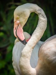 Bali Bird Park