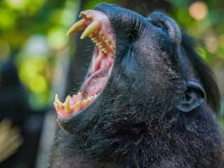 Celebes Crested Macaque