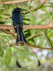 Bali Bird Park