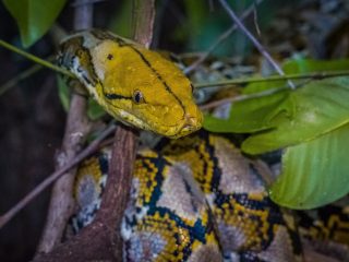 Python reticulatus