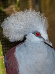 Bali Bird Park