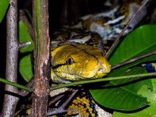Python reticulatus