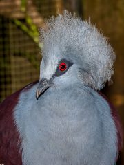 Bali Bird Park