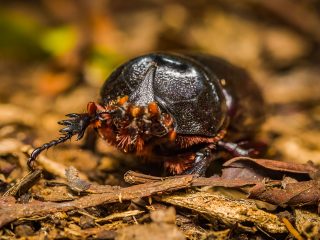 Bug - male