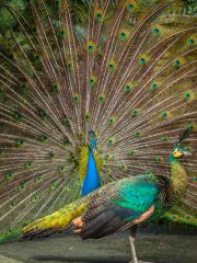 Bali Bird Park