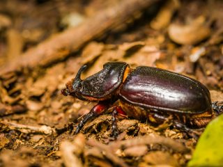 Bug - male