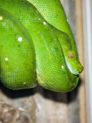 Bali Reptile Park