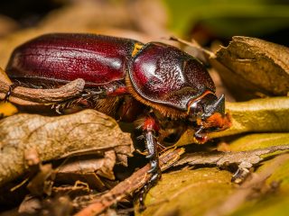 Bug - female