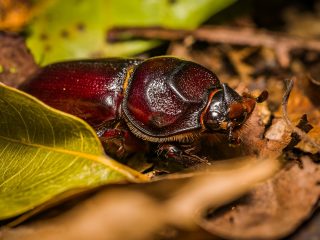 Bug - female