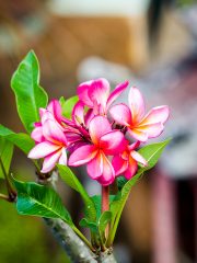 Frangipani