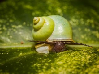 Jungle snail