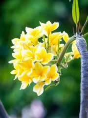 Frangipani