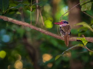 Kingfisher
