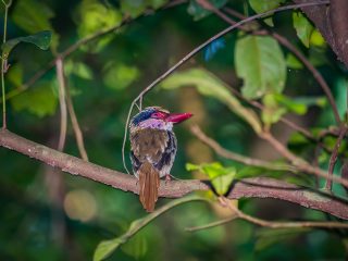 Kingfisher