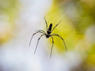 Spider