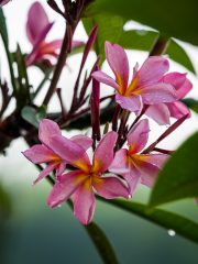 Frangipani