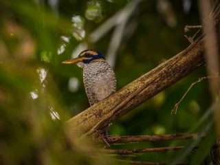 Kingfisher