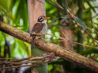 Kingfisher