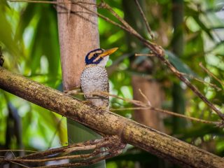 Kingfisher